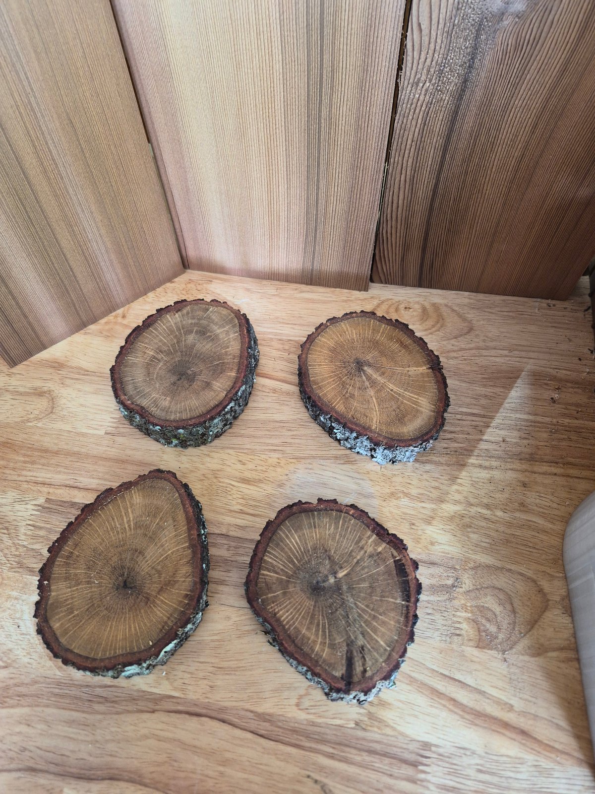 Southern Live Oak Wood Cookies – Natural Craft Slices 4 pack