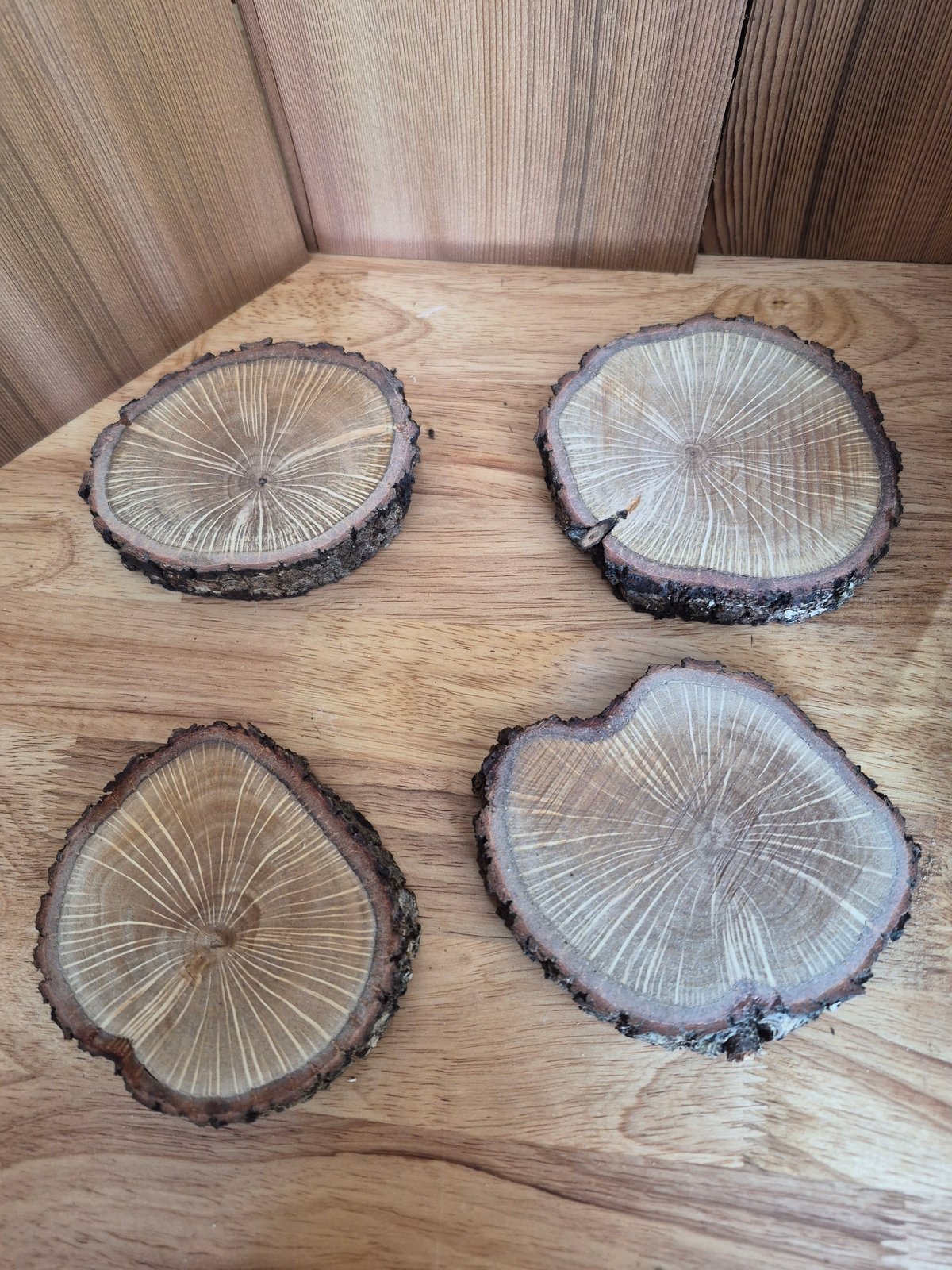 Southern Live Oak Wood Cookies Dried and Stabilized (Coaster Size) 4 Pack